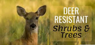 Deer, if they're hungry enough, they are going to eat anything, says dr. Easy To Grow Deer Resistant Shrubs Trees Trillium Living