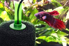 Sponge Filters The Easiest Fish Tank Filter Ever Cool Fish Tanks Fish Tank Cleaning Fresh Water Fish Tank