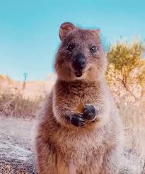 The Science Nature Academy On Twitter Adorable Quokkas Of Rottnest Island Australia Cute Animals Cute Baby Animals Funny Animal Videos