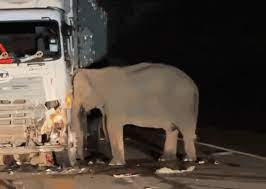 Xe tải tông chết voi con, voi mẹ không chịu rời hiện trường | Báo Tri thức và Cuộc sống - TIN TỨC PHỔ BIẾN KIẾN THỨC 24H