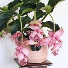 Image result for Medinilla