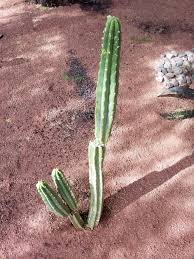 Cactus plants can get prickly when repotting them. I Was Dismayed When Our Tree Trimmer Dropped A Big Branch That Broke Off The Top Of This Cactus A New Limb Grew Back In No Time Cactus