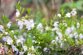 Image result for Landolphia glabra