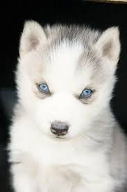 Siberian Husky Puppies Black And White With Blue Eyes Blanc On Pinterest Cute Animals Animals Husky With Blue Eyes