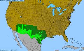 Image result for Rhynchosia caribaea