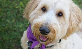 We did not find results for: Deans Creek Doodles Goldendoodle Puppy Goldendoodle Puppies
