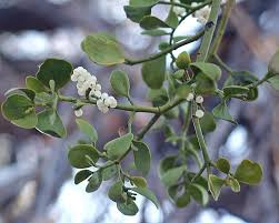 Image result for Tapinanthus constrictiflorus