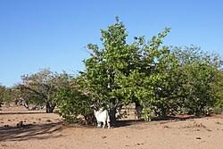 Image result for Colophospermum mopane