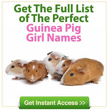 In a lot of ways, a pet like a cat or a dog is very much like a child because responsible owners care for their pets and make su. Pin On Guinea Pigs