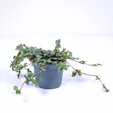 Image result for Pilea angolensis
