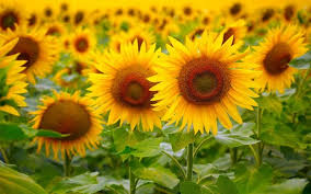 Try to plant the seeds as soon as possible. How To Grow Sunflowers Reader S Digest New Zealand