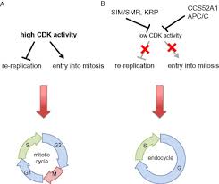 Check spelling or type a new query. Cell Cycle Control And Plant Development Sciencedirect