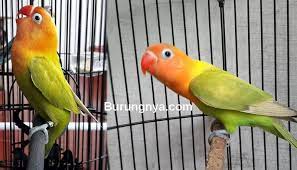 Apalagi jika menginginkan lovebird prospek, pastinya memerlukan sedikit pengetahuan. 5 Ciri Lovebird Fighter Mental Petarung Yang Bagus Untuk Lomba Burungnya Com