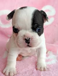 We hope to be start a new. The French Bulldog French Bulldogs Puppies In Colorado And Missouri