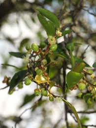 Image result for Aphloia theiformis