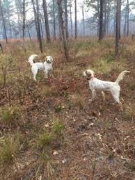 It's also free to list your available puppies and litters on our site. English Setter Puppies For Sale Hazlehurst Ga 291931