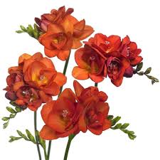 Pin On Flower Freesia