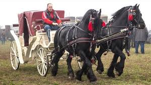 60+ Horses ideas | lovak, quarter horse, akhal-teke