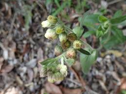 Image result for Eschenbachia