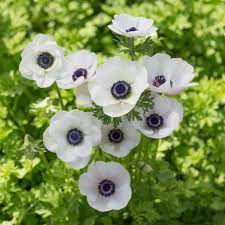 Pin On Spring Cutting Garden
