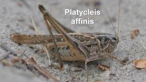 Image result for Platycoryne affinis
