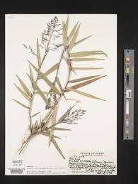 Image result for Isachne kiyalaensis