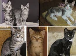 Entdecke 62 anzeigen für zwei katzen suchen neues zuhause zu bestpreisen. Uber 60 Katzen Warten Auf Ein Neues Zuhause