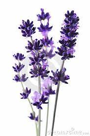Detail Lavender Flower 6990507 Jpg 299 450 Lavender Lavender Flowers Lavender Farm