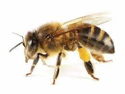 Check spelling or type a new query. Bee Hives Swarm Removal Bee Pest Control In Melbourne