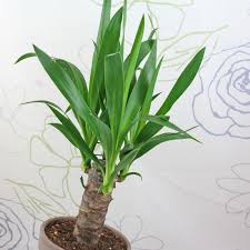 Image result for Yucca gigantea