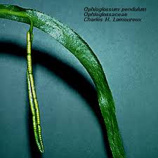 Image result for Ophioglossaceae