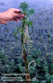 Image result for Limnophila fluviatilis