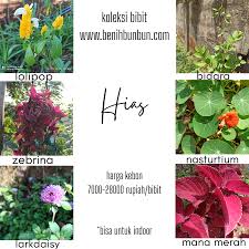 You must be logged in to post a review. Bibit Tanaman Hias Benihbunbun Koleksi Harga Kebon