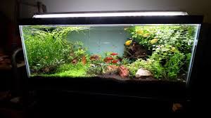 Maybe you would like to learn more about one of these? My Resin Diy Aquarium Ornaments Youtube