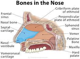 Incompletely divided into lateral… … medical dictionary. Nose Definition Anatomy Functions Diagram