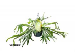 Image result for parožnatka Platycerium