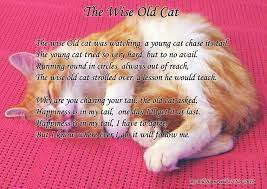 Check spelling or type a new query. Cat Loss Poems And Quotes Quotesgram