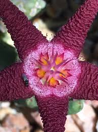 Image result for Eulophia flavopurpurea