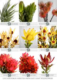 We did not find results for: Pin On What We Grow South African Natives