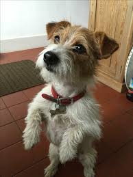 Jack Russell Terrier Black And Brown And White Pin By Caterina Anderson On Citizen Canine In 2020 Jack Russell Terrier Jack Russell Russell Terrier