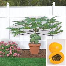 Image result for Carica papaya