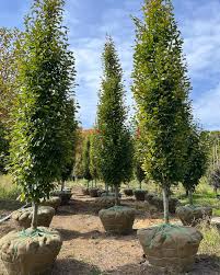 Image result for Oldenlandia fastigiata