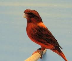 Artikel wikicau kali ini bisa jadi salah satu acuan jadi jika ada yang menjual burung kenari dengan harga yang sangat tinggi, tentu akan terlihat wajar jika. Varietas Kenari Warna Color Brid Variety Jual Kenari Malang