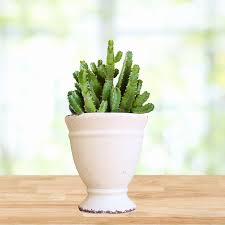 Image result for Mohria marginalis