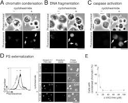 Read the instructions and use your head. Draper Mediated And Phosphatidylserine Independent Phagocytosis Of Apoptotic Cells By Drosophila Hemocytes Macrophages Journal Of Biological Chemistry