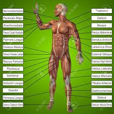 Menschliche Anatomie Des Menschen 3d Mit Muskeln Und Text Auf Grunem Hintergrund Lizenzfreie Fotos Bilder Und Stock Fotografie Image 49185255