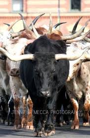 We have three longhorn cows and one steer. 190 Longhorns Ideas Longhorn Cattle Longhorn Cattle
