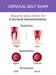 Image result for cervix position