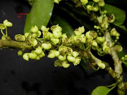 Image result for Peraceae