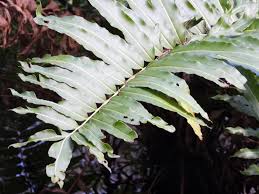 Image result for Acrostichum